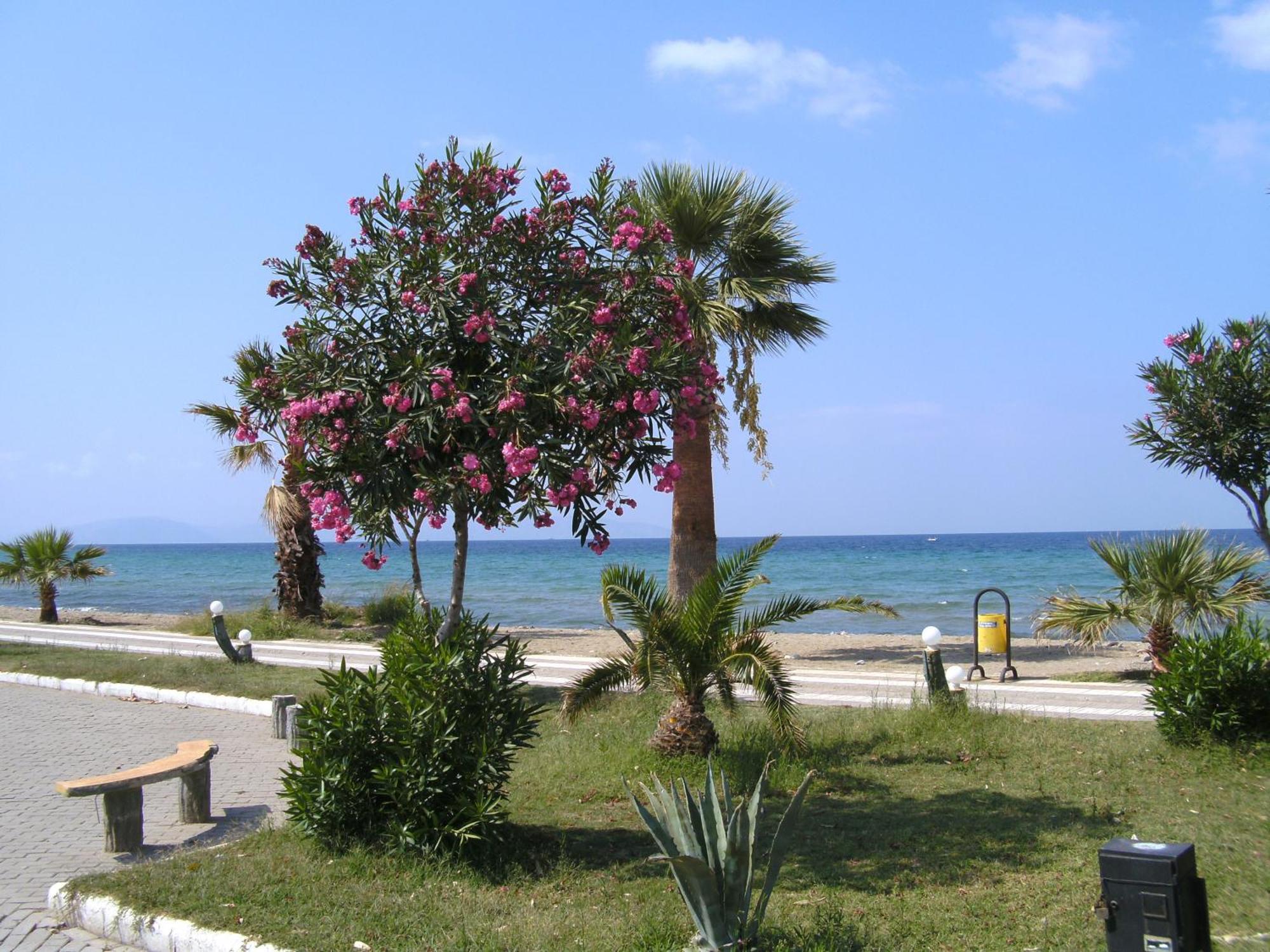 Samos Apart Pension Гюзельчамли Экстерьер фото