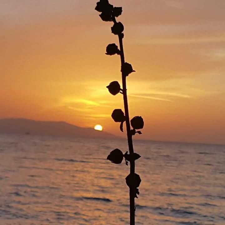 Samos Apart Pension Гюзельчамли Экстерьер фото